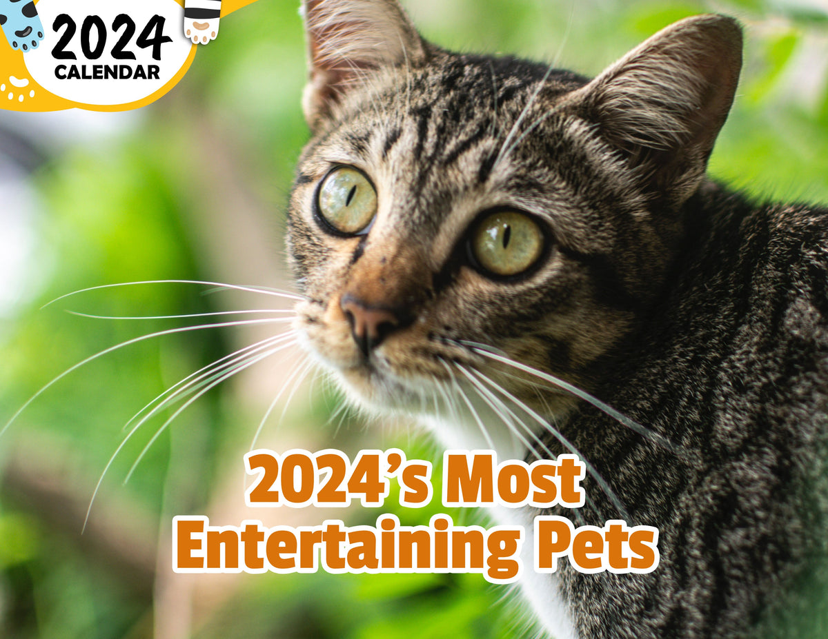 9 Best Cat Feeding Mats of 2024 - Reviews & Top Picks - Catster