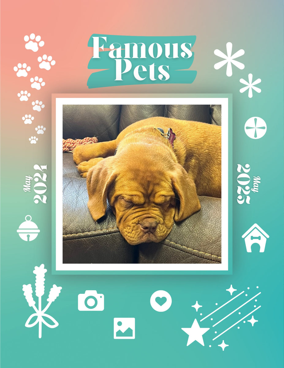 Famous Pets May 2024May 2025 Wall Calendar (PreOrder) Praise My Pet!