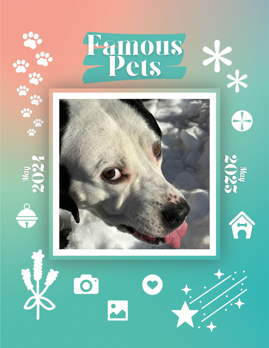 Famous Pets May 2024May 2025 Wall Calendar (PreOrder) Praise My Pet!