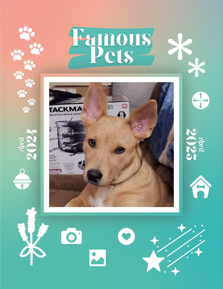 Famous Pets April 2024April 2025 Wall Calendar (PreOrder) Praise