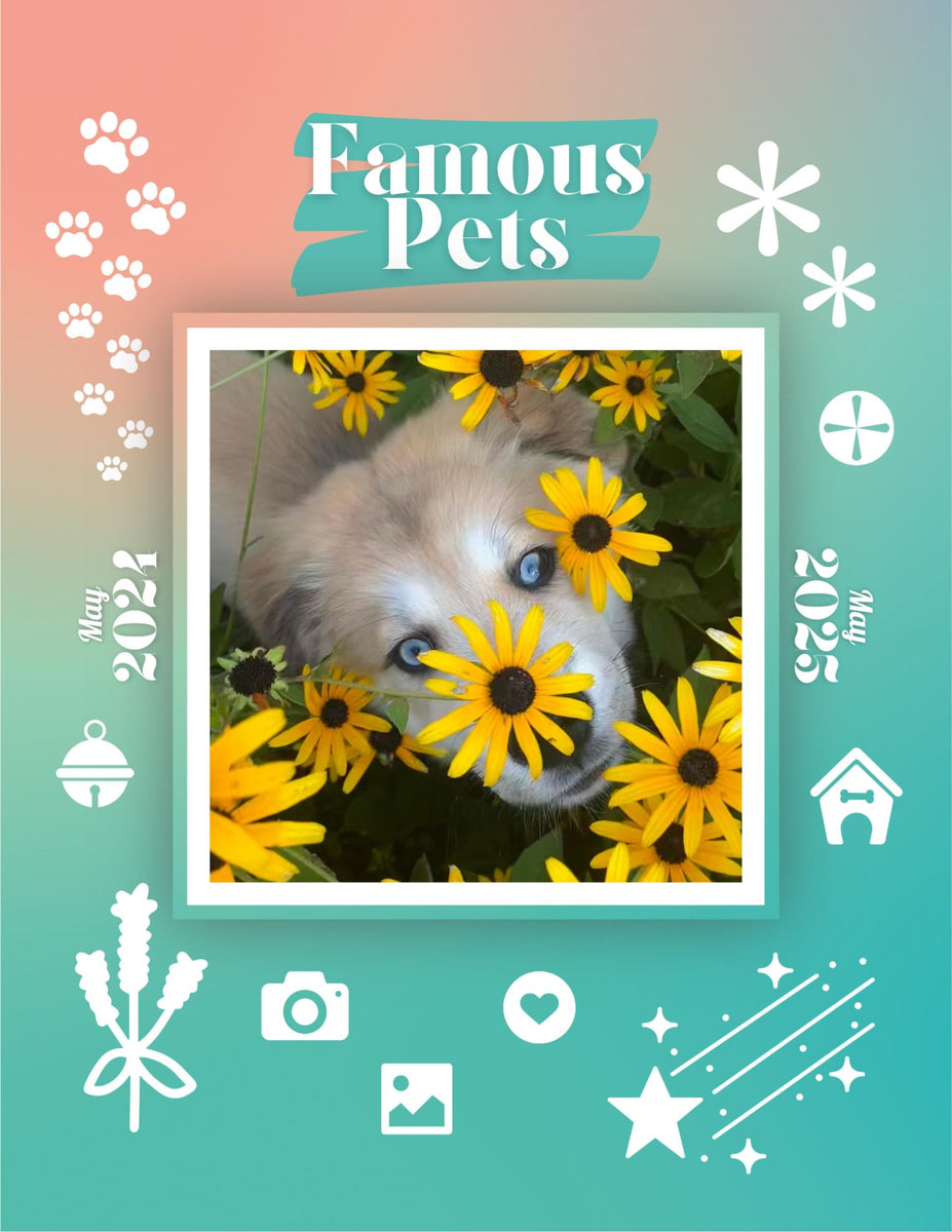 Famous Pets May 2024May 2025 Wall Calendar (PreOrder) Praise My Pet!