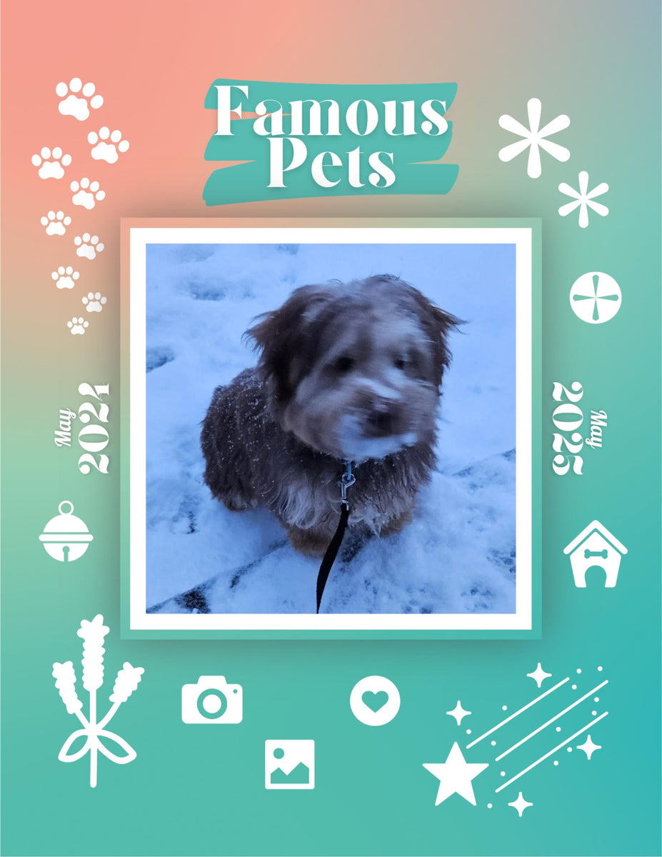 Famous Pets May 2024May 2025 Wall Calendar (PreOrder) Praise My Pet!