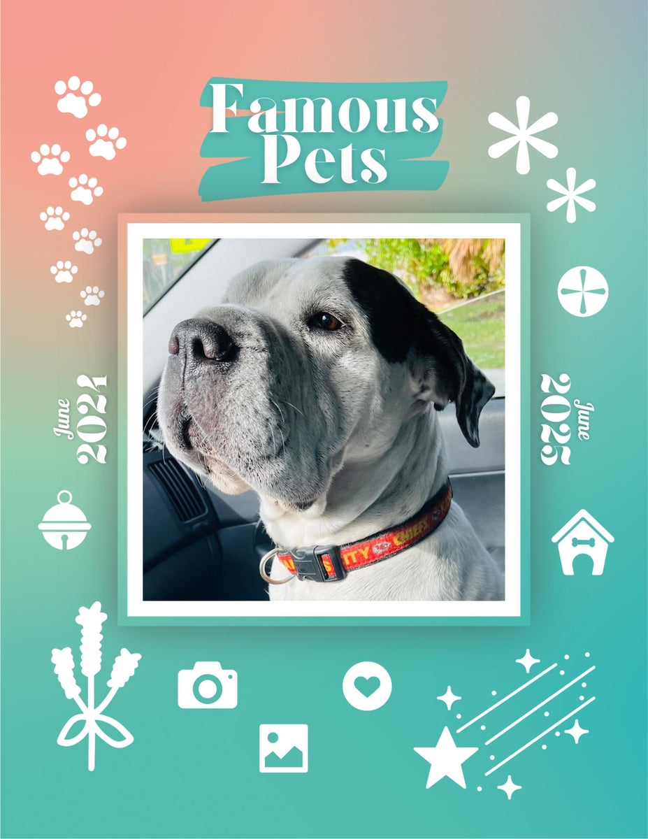 Famous Pets June 2024June 2025 Wall Calendar (PreOrder) Praise My Pet!