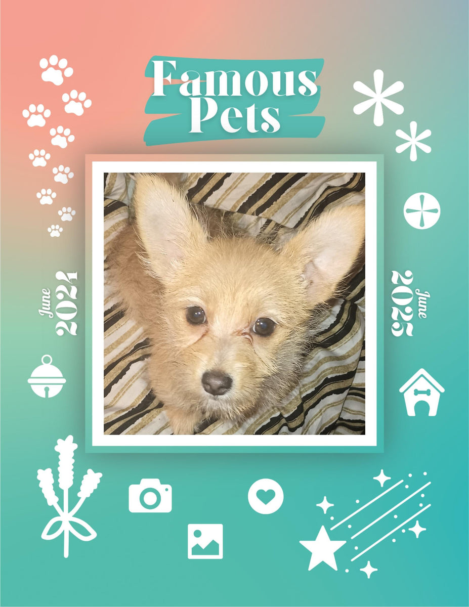 Famous Pets June 2024June 2025 Wall Calendar (PreOrder) Praise My Pet!