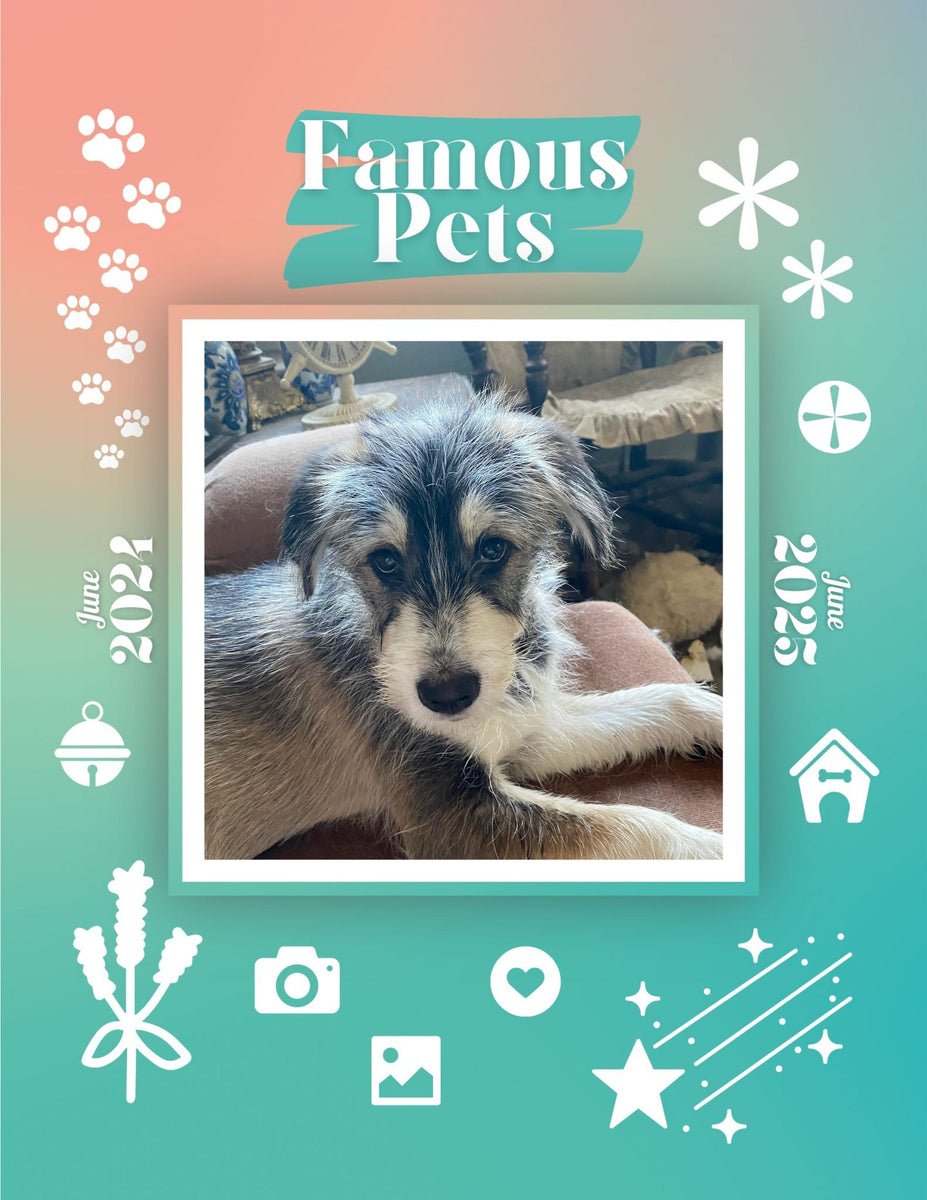 Famous Pets June 2024June 2025 Wall Calendar (PreOrder) Praise My Pet!