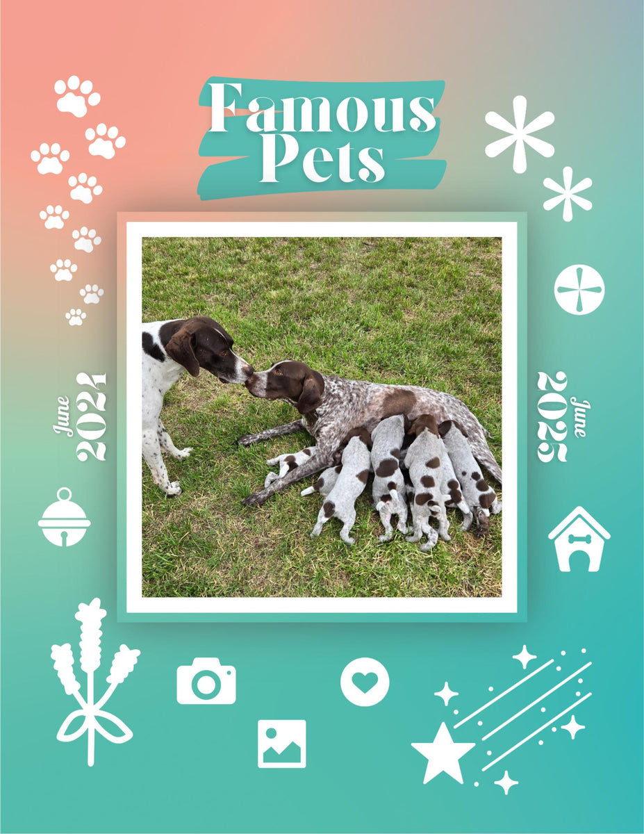 Famous Pets June 2024June 2025 Wall Calendar (PreOrder) Praise My Pet!