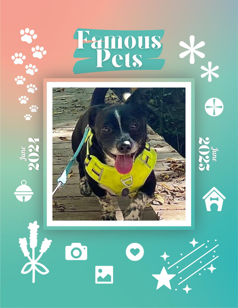 Famous Pets June 2024June 2025 Wall Calendar (PreOrder) Praise My Pet!