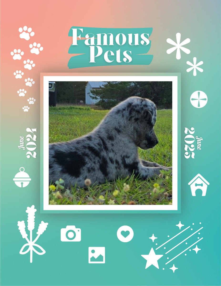 Famous Pets June 2024June 2025 Wall Calendar (PreOrder) Praise My Pet!