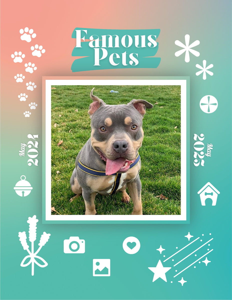 Famous Pets May 2024May 2025 Wall Calendar (PreOrder) Praise My Pet!