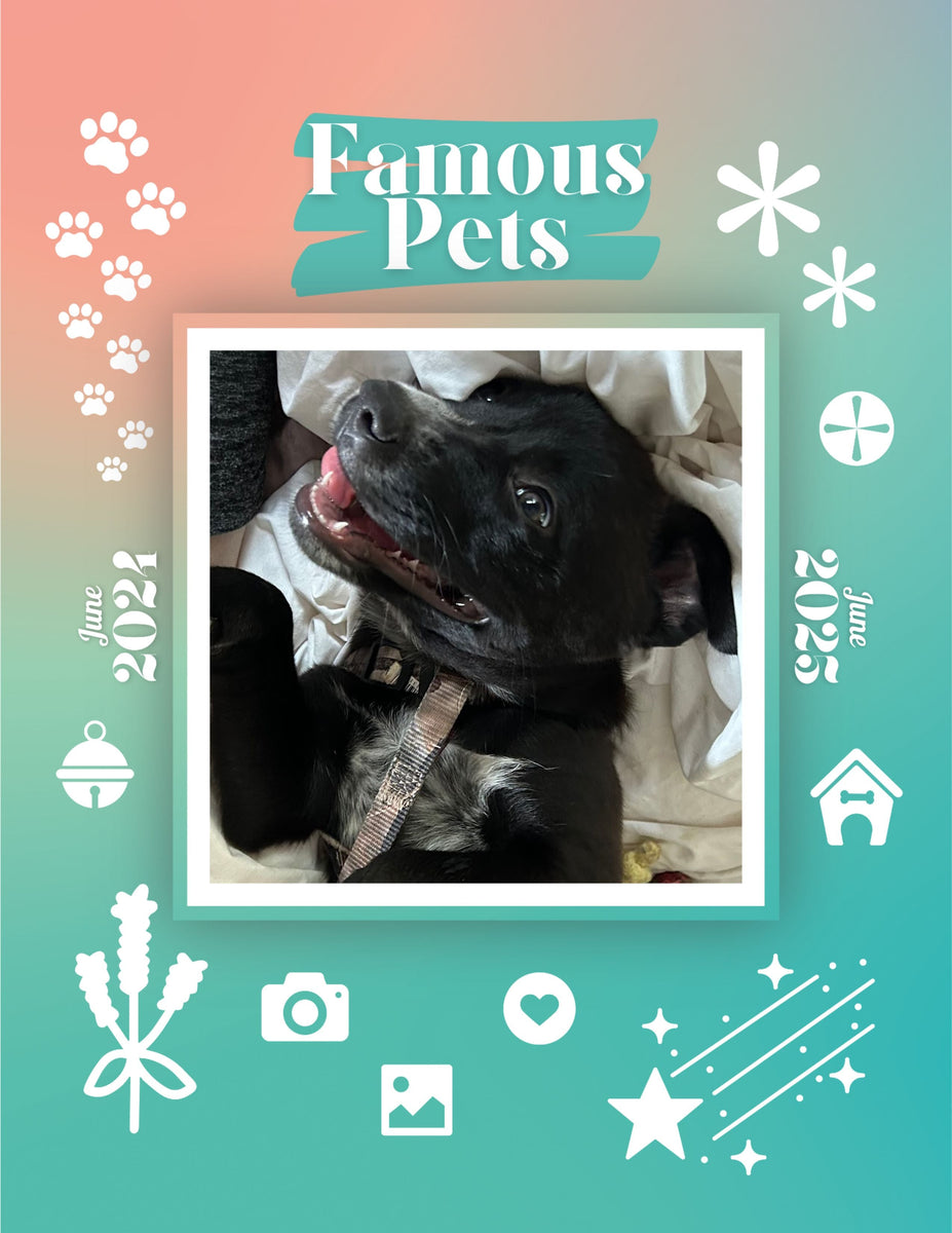 Famous Pets June 2024June 2025 Wall Calendar (PreOrder) Praise My Pet!