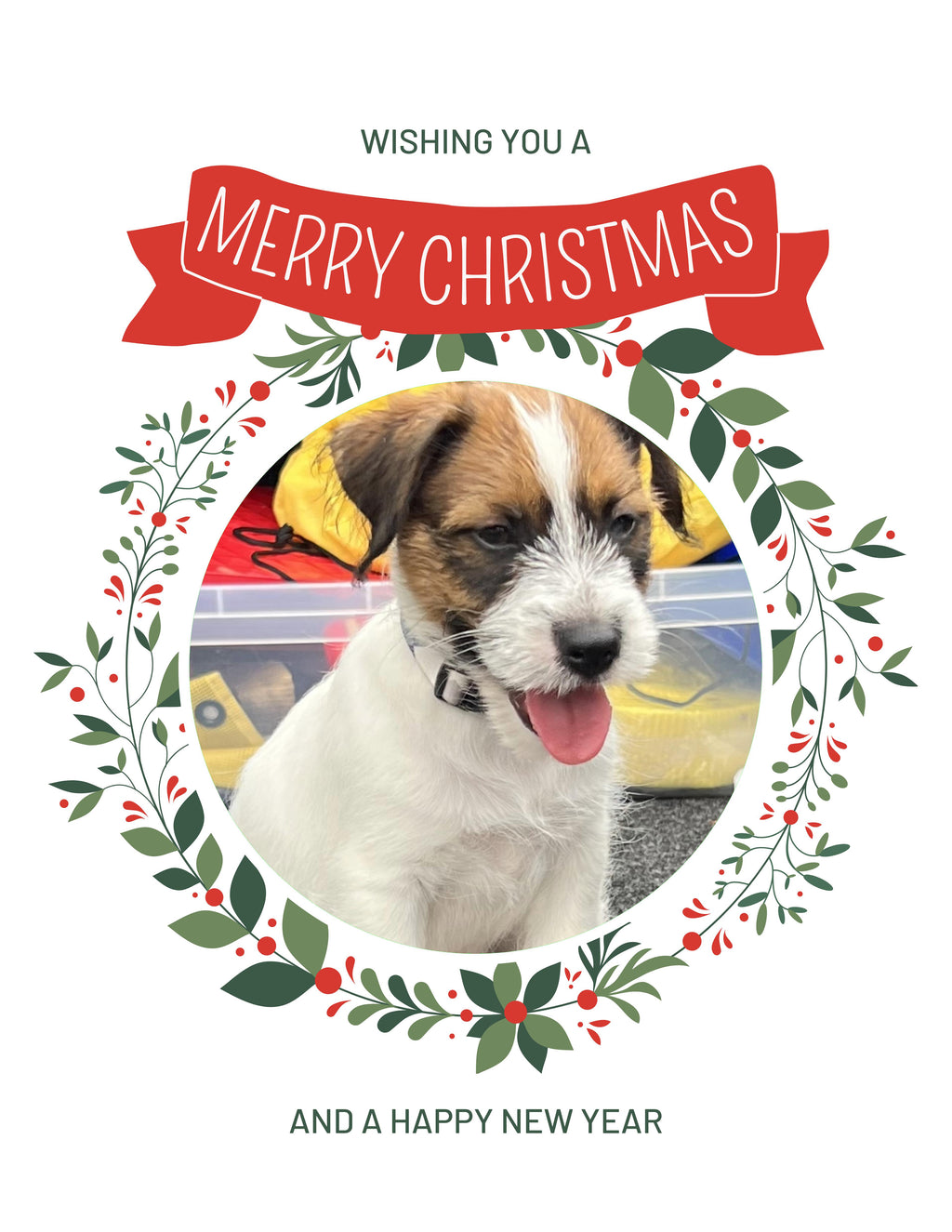 Jack Russell terrier Christmas Greeting Cards