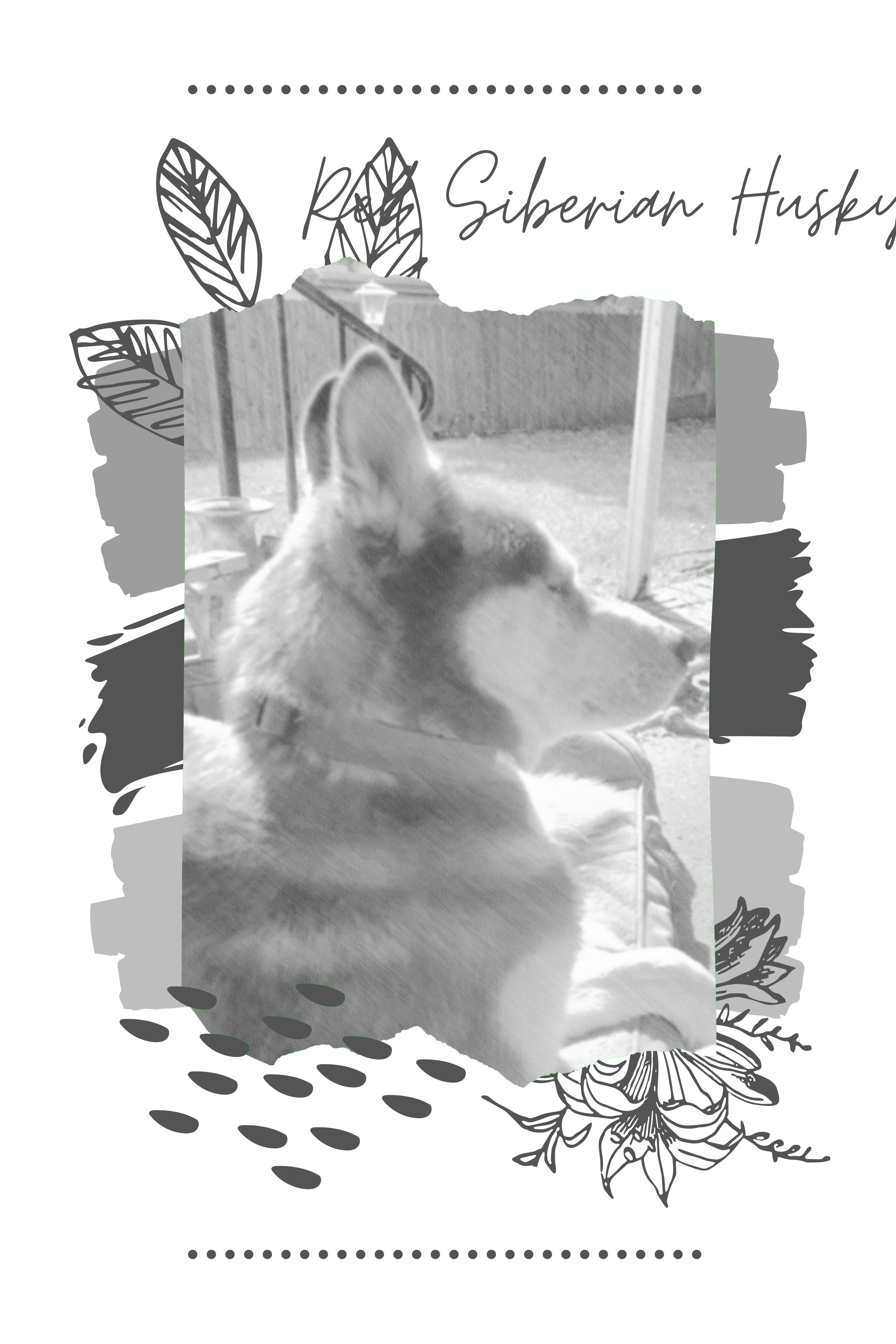 Red Siberian Husky the Magnificent: Sketch Art Canvas