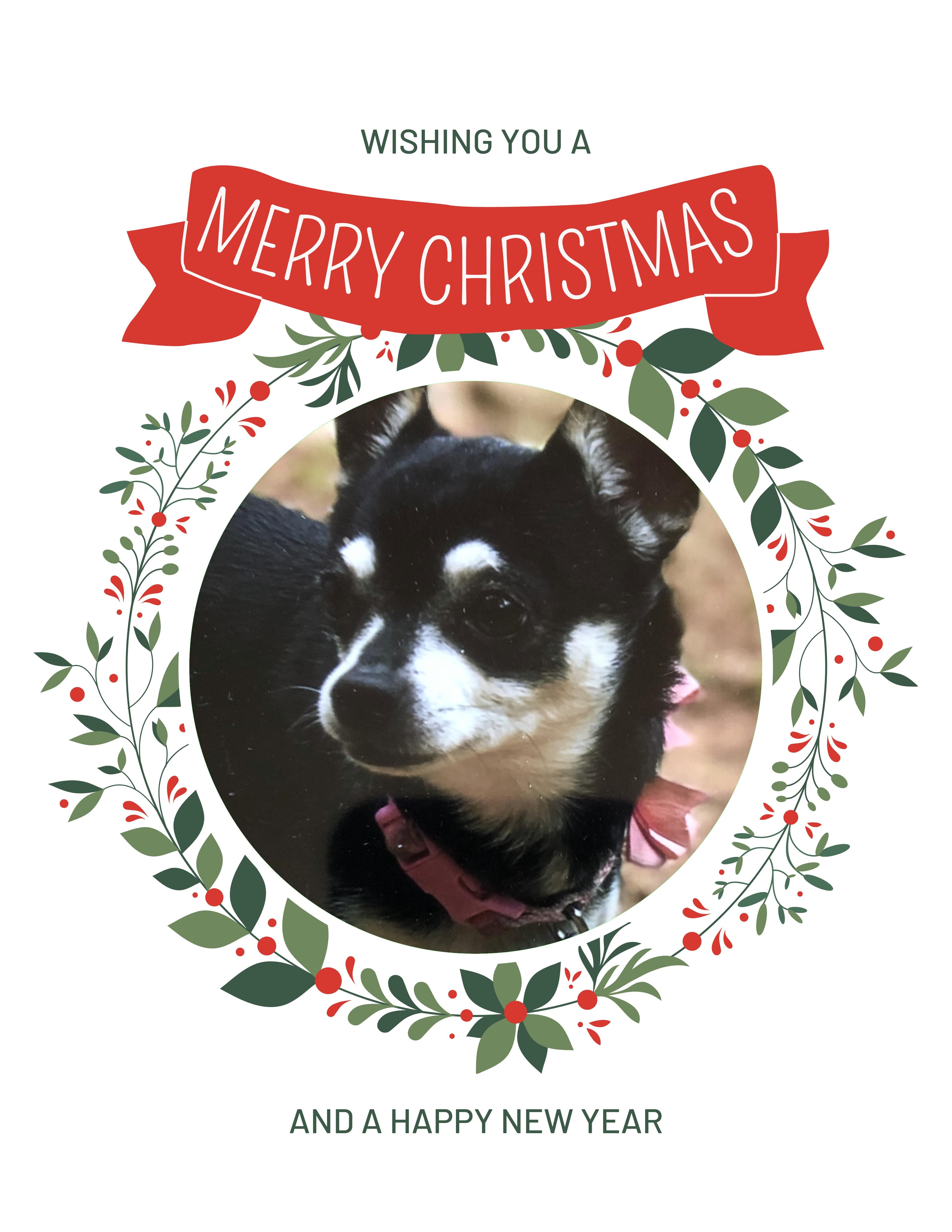 Chihuahua Christmas Greeting Cards